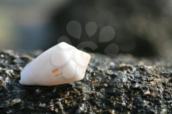 white whell on the dark wet rock