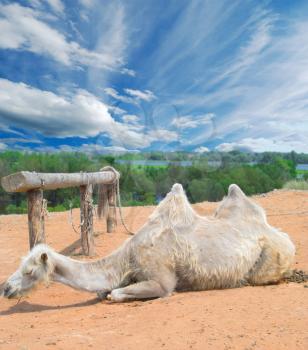 camel in the Sahara desert under blue sky