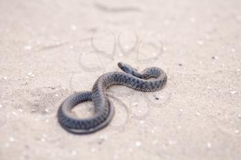 Brown snake rising up off sand with tongue out