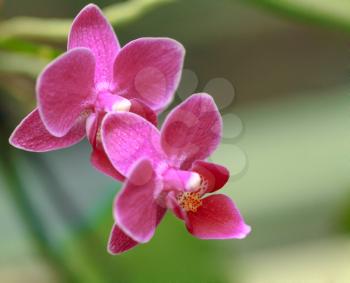 macro of orchid in bloom