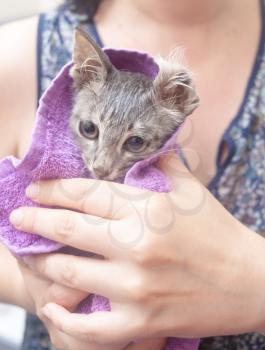 Kitten bath - wet cat in a towel after bath