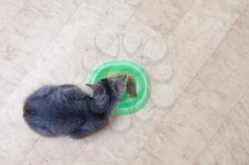 kitten eating from green bowl from above