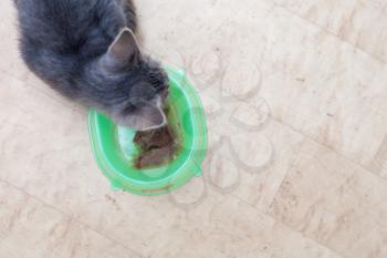 kitten eating from bowl part with head