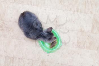 kitten eating from bowl full body