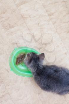 kitten eating from bowl