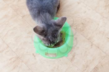 kitten eating from green bowl.  very angry cat