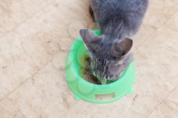 kitten eating from bowl above angle