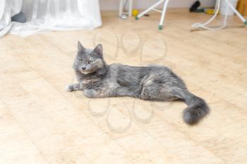 A gray cat lying on floor in front of image
