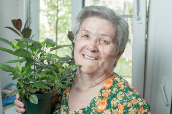 Senior Woman At Home Looking After Houseplant indoors one female