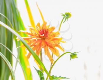 chrysanthemum flower plant closeup