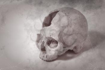 Old photo Side view of human skull. single skull . Human skull on a white background.