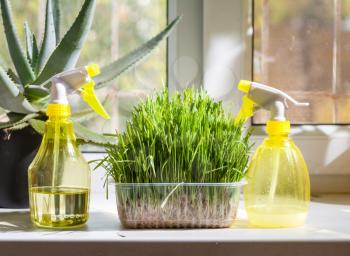 horizontal image of  grass in container and yellow sprayer on the windowsill closeup indoors