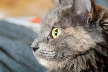 very closeup of the muzzle of  gray cat indoors, profile view