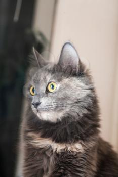 gray cat indoors looking away, vertical shot