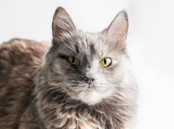 Very serious gray cat looking at camera on white background