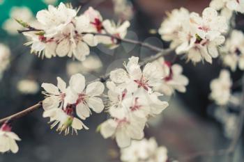 Cherry twigs full of pretty flowers in spring. Cherry blossom outdoors