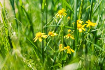 closeup of the yellow flowers in fresh grass