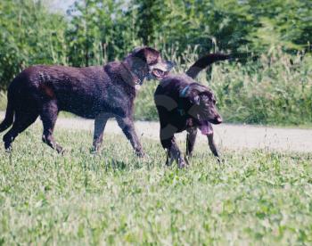 Two Dogs play outdoor colorized