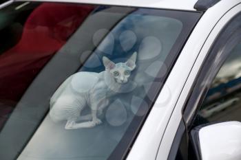 Sphinx cat inside a car looking at camera