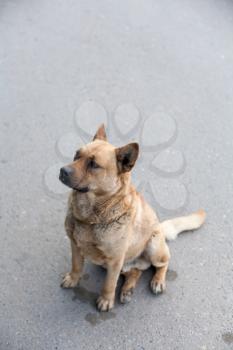 Homeless dog sitting on a road vertical image