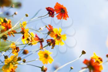 Colorful flowers against sky
