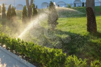 Watering of the garden. Spinkler with flow of an water at sunset