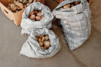 Potatoes in burlap sack on asphalt background.