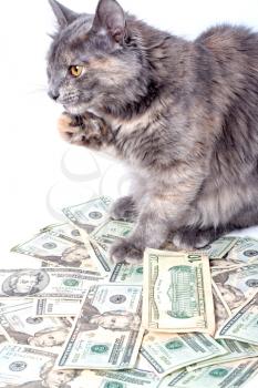 Fluffy cat with yellow eyes sitting over dollars.  Contemplating how to spend money