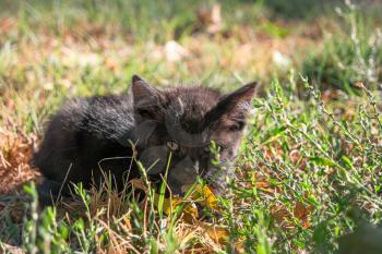 Little black kitty hiding in wild grass. 