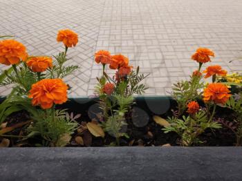 Hanging flowerbed with orange flowers in the city park