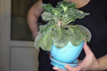 A pot of potted plant holded by hands, home gardening hobby concept
