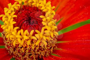 Macro photo of the center of the flower with stamens and pollen, copyspace on petals
