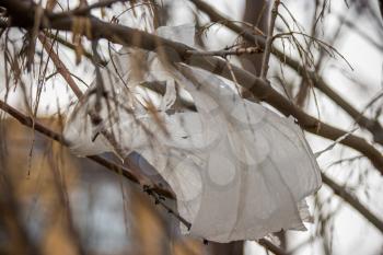 Plastic packet is hanging on the bare tree branches. Litter concept. Garbage needs recycling.