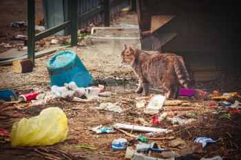 Dirty stray cat exploring litter waste near trash dumpster in ghetto