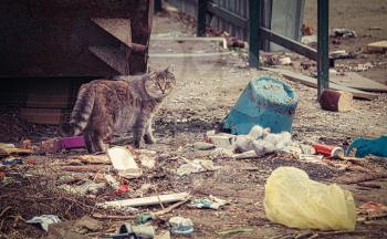 Stray cat making its way about overfilled dumpster in ghetto on the ground covered with litter