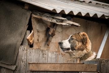 Doggy head looking over the wooden fence in ghetto slum house.