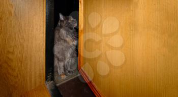 Gray cat is sitting in the gap of the open door and looking away.