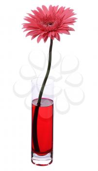 pink gerbera in vase isolated on white background
