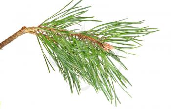 Royalty Free Photo of a Pine Branch