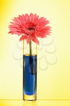 Royalty Free Photo of a Flower in a Vase