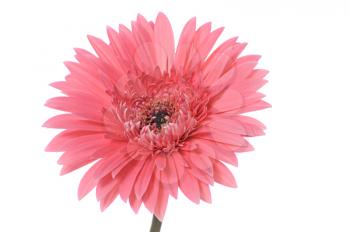 Royalty Free Photo of a Pink Gerber Daisy