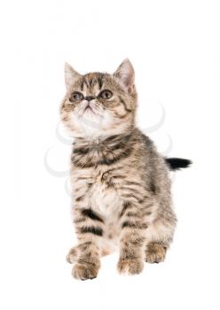 Striped fluffy kitten isolated on white background