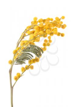 Royalty Free Photo of a Branch of Mimoza