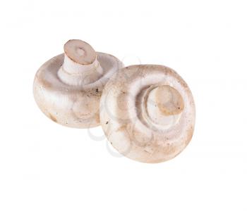 raw white mushrooms isolated on white background                                