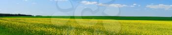 Royalty Free Photo of a Rural Meadow