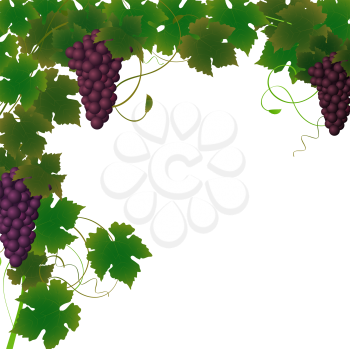 Royalty Free Clipart Image of a Border of a Grape Vine and Grapes