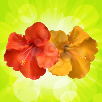 Royalty Free Clipart Image of Hibiscus Flowers on a Green Background