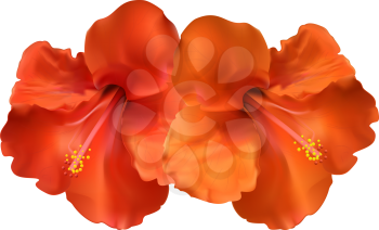 Royalty Free Clipart Image of Hibiscus Flowers on a White Background