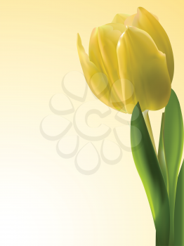 Yellow tulip background with green leaves