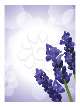 lavender flowers on a lillac background with white border
